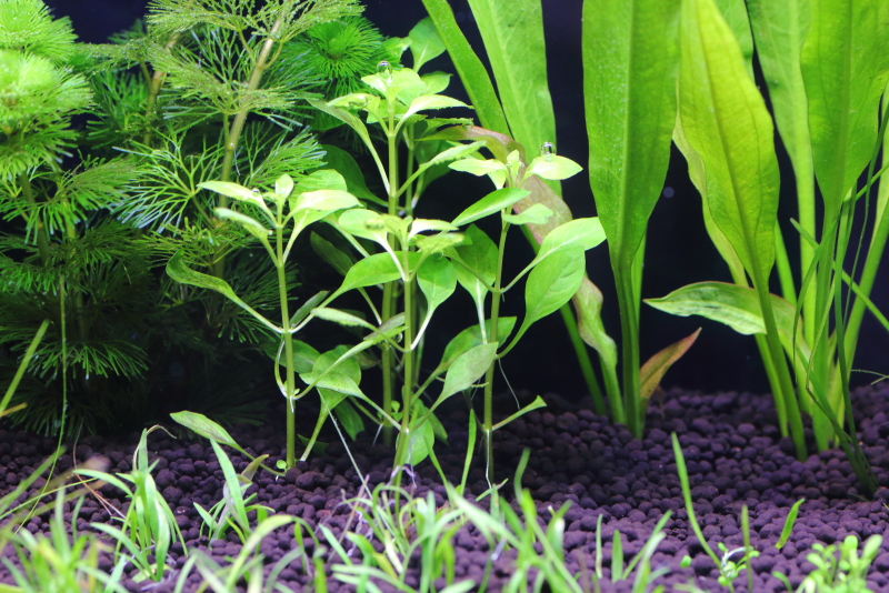 植栽から3日目